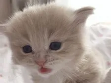 サイベリアン【埼玉県・男の子・2020年11月11日・クリームタビー&ホワイト】の写真4