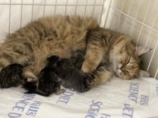 サイベリアン【・女の子・2023年7月7日・ブラウンタビー&ホワイト】