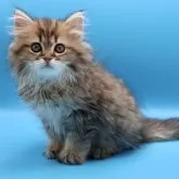 サイベリアン【埼玉県・男の子・2025年7月25日・ブラウンタビー】の写真10