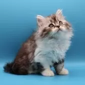 サイベリアン【埼玉県・女の子・2025年9月9日・シルバータビー&ホワイト】の写真11