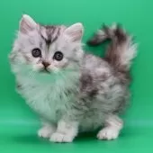 サイベリアン【埼玉県・女の子・2025年10月28日・ダイリュートキャリコ】の写真11