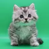 サイベリアン【埼玉県・男の子・2025年10月28日・シルバータビー】の写真12