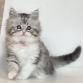 サイベリアン【埼玉県・男の子・2024年11月4日・シルバータビー】の写真12