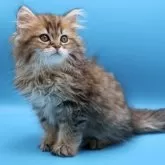 サイベリアン【埼玉県・男の子・2025年7月25日・ブラウンタビー】の写真12