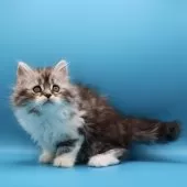 サイベリアン【埼玉県・女の子・2025年9月9日・シルバータビー&ホワイト】の写真12