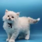 サイベリアン【埼玉県・男の子・2025年8月31日・ネヴァマスカレード】の写真11