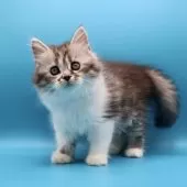 サイベリアン【埼玉県・女の子・2025年9月9日・シルバータビー&ホワイト】の写真13