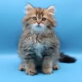 サイベリアン【埼玉県・男の子・2025年7月25日・ブラウンタビー】の写真15