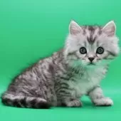 サイベリアン【埼玉県・男の子・2025年10月28日・シルバータビー】の写真15