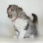 サイベリアン【埼玉県・男の子・2024年11月4日・シルバータビー】の写真15