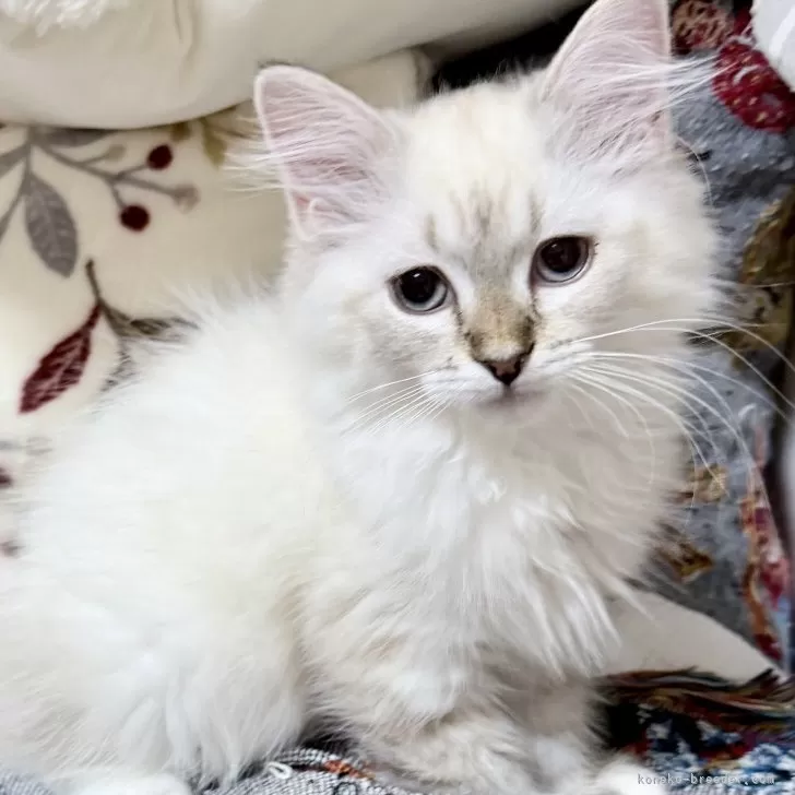 ID：2510-01232の子猫