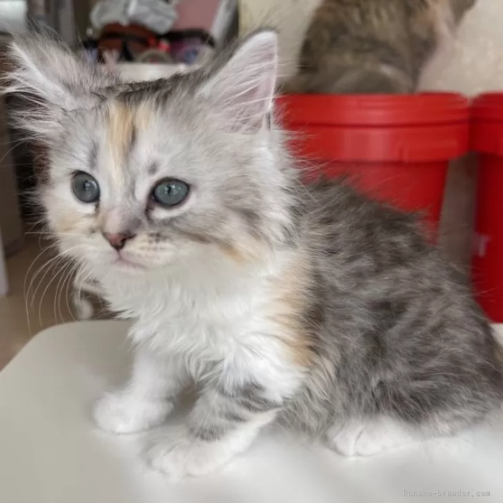 ID：2501-02181の子猫