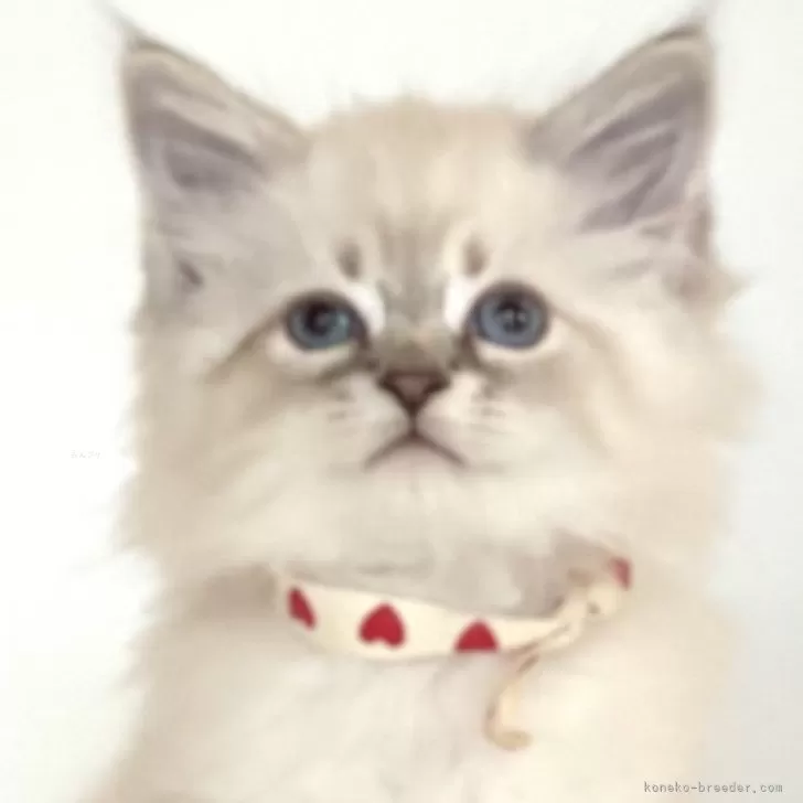 ID:2501-00415の子猫