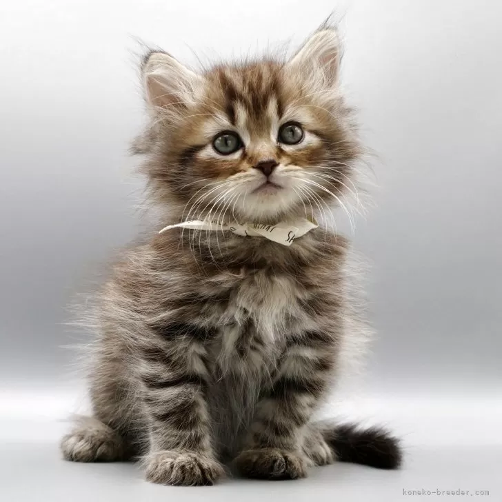 R.S 様のお迎えした子猫