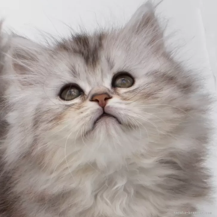 ID:2504-01851の子猫