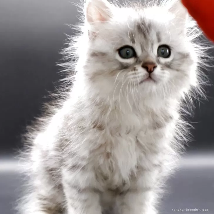 ID：2508-02241の子猫