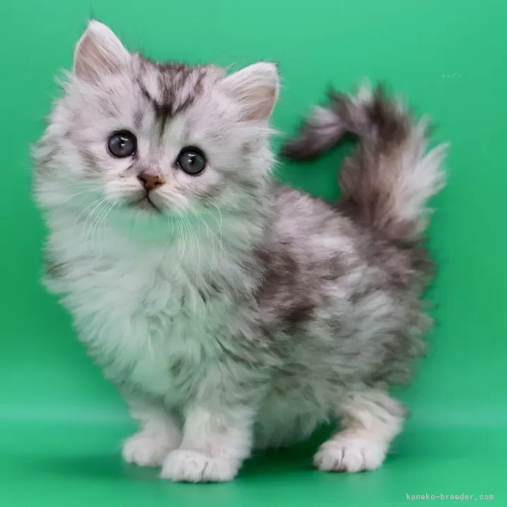 サイベリアン【埼玉県・女の子・2025年10月28日・ダイリュートキャリコ】の写真1