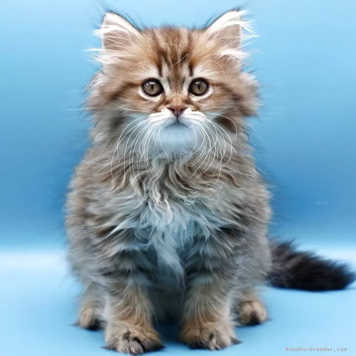 サイベリアン【埼玉県・男の子・2025年7月25日・ブラウンタビー】の写真1