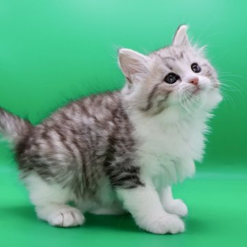 サイベリアン【埼玉県・男の子・2025年10月20日・シルバータビー&ホワイト】の写真「お父さん似で骨太で、人懐こくて元気っ子☘️」