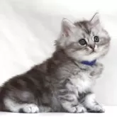サイベリアン