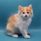 サイベリアン