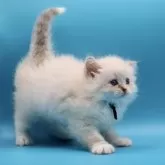 サイベリアン