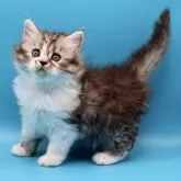 サイベリアン