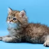 サイベリアン【埼玉県・男の子・2025年7月25日・ブラウンタビー】の写真2