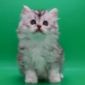 サイベリアン【埼玉県・女の子・2025年10月28日・ダイリュートキャリコ】の写真2