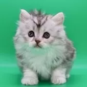 サイベリアン【埼玉県・女の子・2025年10月28日・ダイリュートキャリコ】の写真3