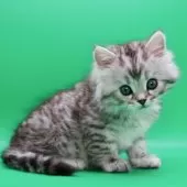 サイベリアン【埼玉県・男の子・2025年10月28日・シルバータビー】の写真3