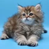 サイベリアン【埼玉県・男の子・2025年7月25日・ブラウンタビー】の写真3