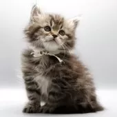 サイベリアン【埼玉県・女の子・2025年6月19日・ブラウンタビー】の写真4