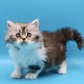 サイベリアン【埼玉県・女の子・2025年9月9日・シルバータビー&ホワイト】の写真5