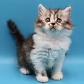 サイベリアン【埼玉県・女の子・2025年9月9日・シルバータビー&ホワイト】の写真5