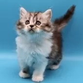 サイベリアン【埼玉県・女の子・2025年9月9日・シルバータビー&ホワイト】の写真6