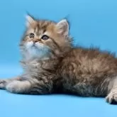 サイベリアン【埼玉県・男の子・2025年7月25日・ブラウンタビー】の写真6