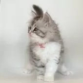 サイベリアン【埼玉県・男の子・2024年11月4日・シルバータビー】の写真7