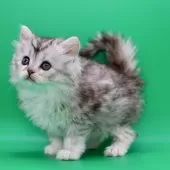 サイベリアン【埼玉県・女の子・2025年10月28日・ダイリュートキャリコ】の写真7