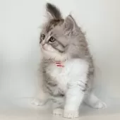 サイベリアン【埼玉県・男の子・2024年11月4日・シルバータビー】の写真8