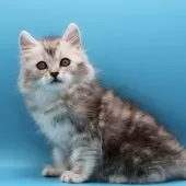 サイベリアン【埼玉県・男の子・2025年9月24日・シェーデッドシルバータビー】の写真8