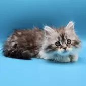 サイベリアン【埼玉県・女の子・2025年9月9日・シルバータビー&ホワイト】の写真9