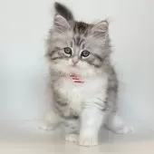 サイベリアン【埼玉県・男の子・2024年11月4日・シルバータビー】の写真9