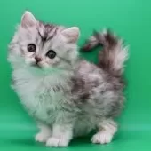 サイベリアン【埼玉県・女の子・2025年10月28日・ダイリュートキャリコ】の写真9