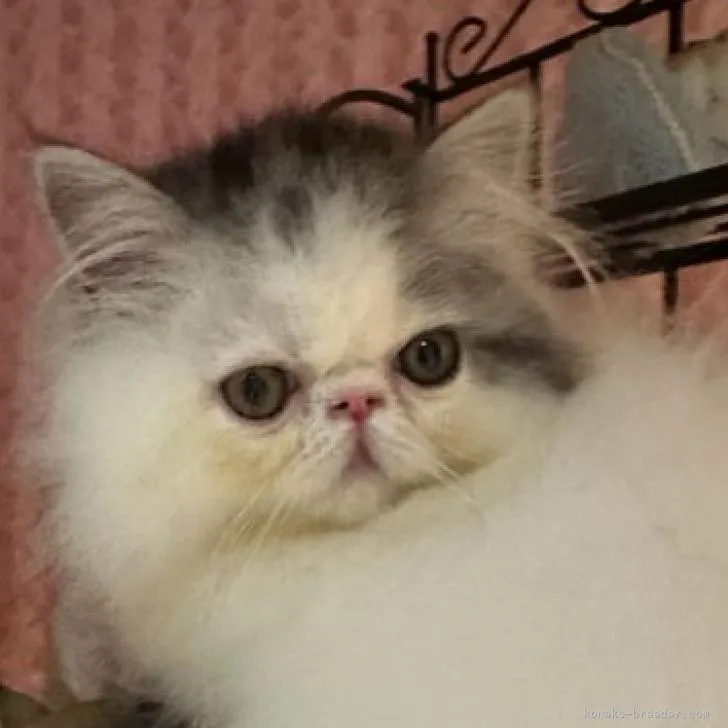 ID:2302-01203の子猫