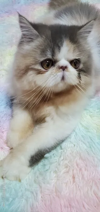 ID：2202-00955の子猫
