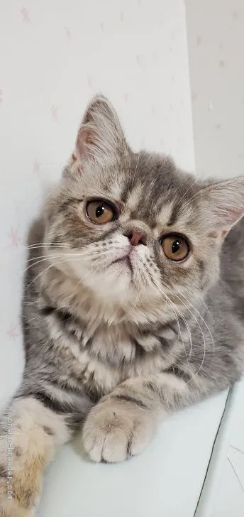 のんちゃん 様のお迎えした子猫