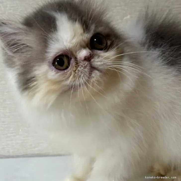 ID：2307-01702の子猫