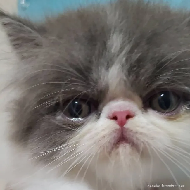 ID:2103-02009の子猫