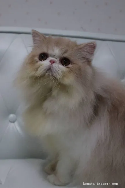 ID:2011-01414の子猫